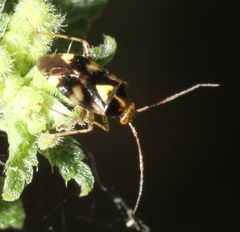 Liocoris tripustulatus