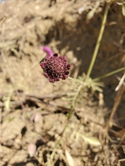 Sixalix atropurpurea