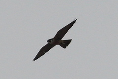 Falco peregrinus
