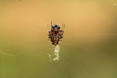 Verrucosa meridionalis