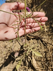 Sixalix atropurpurea