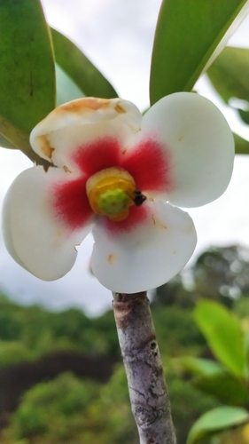 Clusia nemorosa (Clusia nemorosa)