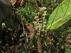 Cuscuta coryli