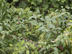 Phytolacca americana