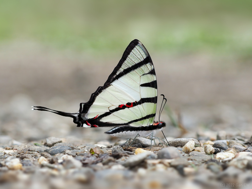 Four-bar Swordtail