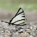 Four-bar Swordtail - Photo (c) Cheongweei Gan, some rights reserved (CC BY), uploaded by Cheongweei Gan