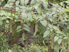 Phytolacca americana