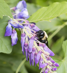 Xylocopa virginica
