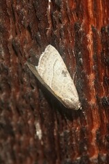 Galgula partita