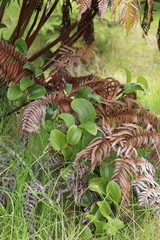 Smilax melastomifolia