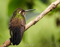 Lampornis amethystinus