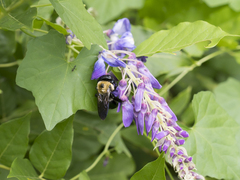 Xylocopa virginica