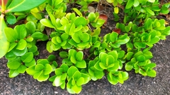 Myrcia