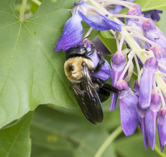 Xylocopa virginica