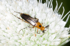 Ripiphoridae