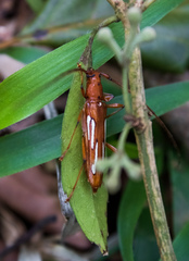 Eurymerus eburioides