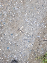 Chrysemys picta marginata