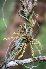 Campylocentrum grisebachii