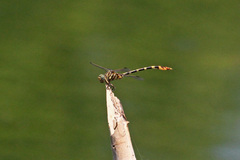 Phyllogomphoides stigmatus