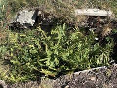 Athyrium distentifolium