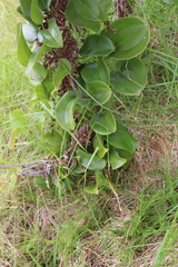 Smilax melastomifolia