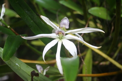 Prosthechea baculus