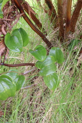 Smilax melastomifolia