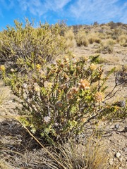 Chuquiraga ruscifolia