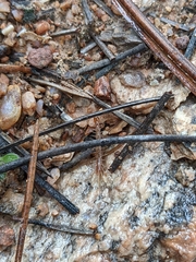 Lithobiomorpha