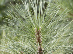 Pinus taeda