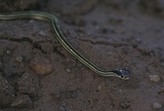 Thamnophis proximus