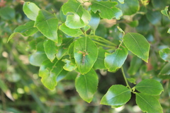 Nephrotoma australasiae