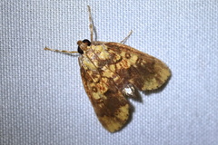 Mimophobetron pyropsalis