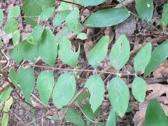 Symphoricarpos orbiculatus