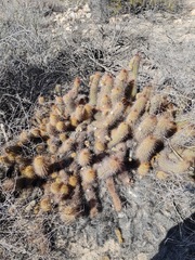 Trichocereus strigosus