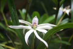 Prosthechea baculus