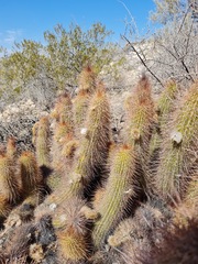 Trichocereus strigosus
