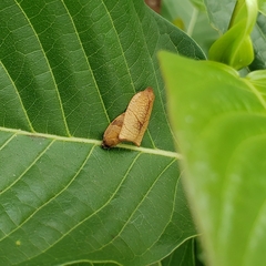 Cacoecimorpha pronubana