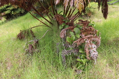 Smilax melastomifolia