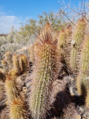Trichocereus strigosus