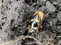 Ancognatha ustulata