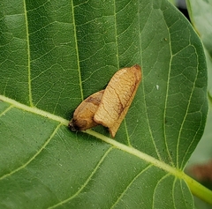 Cacoecimorpha pronubana