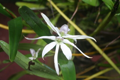 Prosthechea baculus