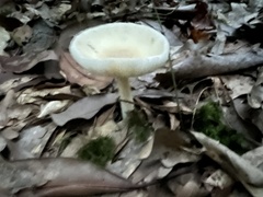 Amanita lavendula