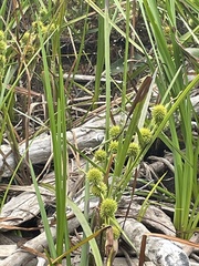 Sparganium americanum