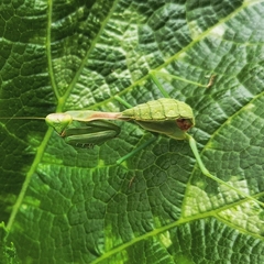 Stagmomantis limbata