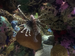 Pterois