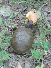 Terrapene carolina triunguis