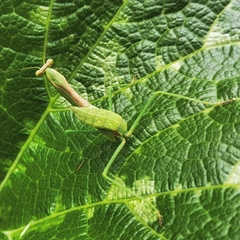 Stagmomantis limbata