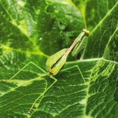 Stagmomantis limbata